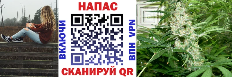 купить наркотики цена  Нововоронеж  Марихуана семена 